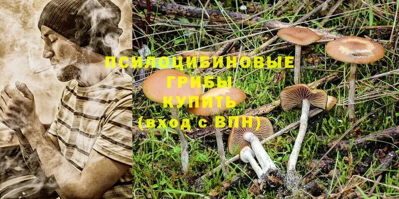 Псилоцибиновые грибы Psilocybine cubensis  Биробиджан 